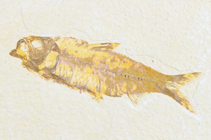 Detailed Fossil Fish (Knightia) - Wyoming #173744
